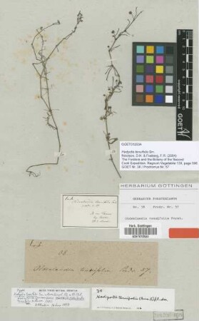 Hedyotis tenuifolia Sm. [type]