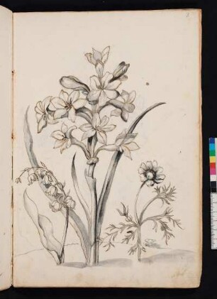 Maiblümchen, Tuberosa, Korallenblümlein nach Maria Sibylla Merian, Blumenbuch, Faszikel III, Taf. 8