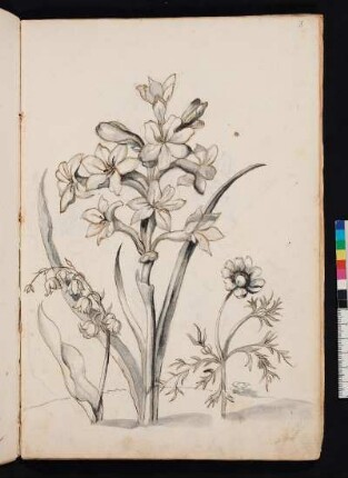 Maiblümchen, Tuberosa, Korallenblümlein nach Maria Sibylla Merian, Blumenbuch, Faszikel III, Taf. 8