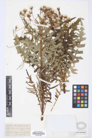 Sonchus pinnatus Aiton