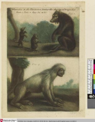 Planche A. de l'histoire Naturelle des Quadrupedes, Tom. 1. Part 2. Pag. 82 et 83