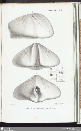 T. Crétacés, Pl. 828
