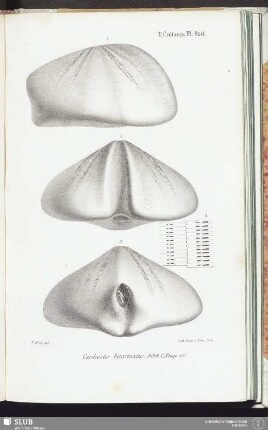 T. Crétacés, Pl. 828
