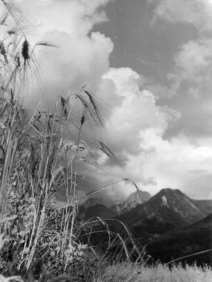 Wolkenbilder. Pustertal. Wolken über Getreide