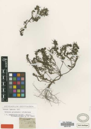 Veronica chamaepitys Griseb. nom. illeg. [holotype]