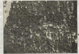 Schützengräben im Vogelholz südlich Schleißheim (1000 m)
