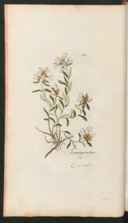 221. Teucrium montanum