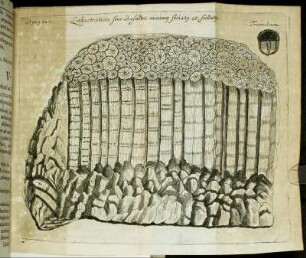 Lithostration sine Basaltes minimg striatg et stellatg.