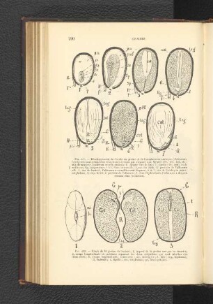 Fig. 458. - Etude de la graine du haricot:
