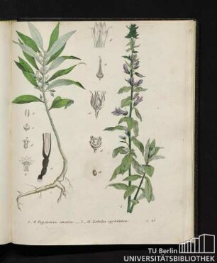 1. - 6. Psychotria emetica. / 7. - 12. Lobelia syphilitica.