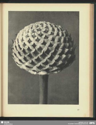 Cephalaria