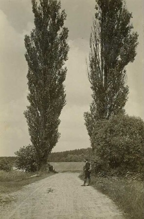 Pappeln am Weg Eutrich - Truppen mit Rudolf Zimmermann