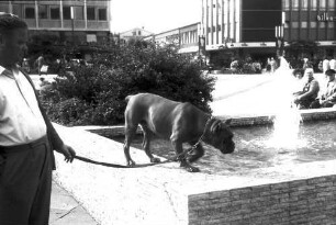 Essen: Gildenplatz [Kennedyplatz], mit Dogge auf Brunnenrand