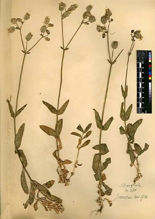 Caryophyllaceae Silene inflata Smith, James Edward, 1759 - 1828 [Jerusalem, Yerushalayim, El Quds, Al-Quds, Al Quds, El Quds Esh Sherif, Al-Muqaddas, Jérusalem, Gerusalemme, Jerusalén, Aelia Capitolina, Colonia Aelia Capitolina, Hierosolyma, Urusalim, Jerusalem]