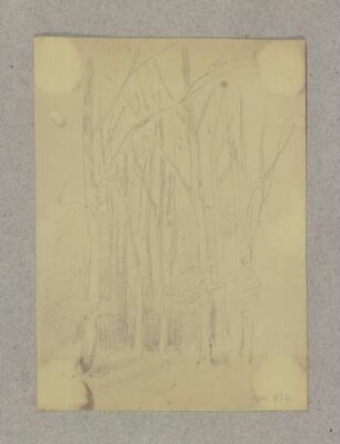Waldpartie