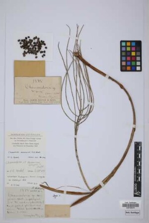 Chamaedorea sp.