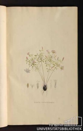 [Tab. 14.] Oxalis versicolor, L.