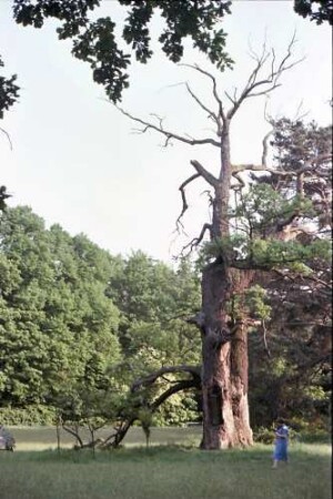 Berlin: Pfaueninsel, Havel: Kahle Eiche im Schlosspark