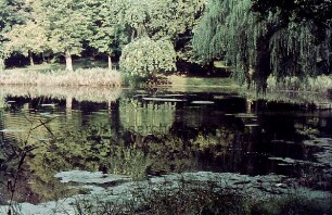 Salzteich: Kurpark: vorn Gräser und herabhängende Weidenäste: am gegenüberliegenden Ufer Schilf und Bäume