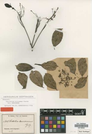 Scottellia kamerunensis Gilg [syntype]