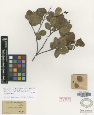 Byrsonima triopterifolia A.Juss.