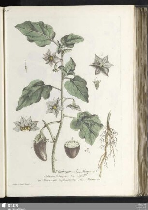 L'Aubergine, ou, la Mayenne