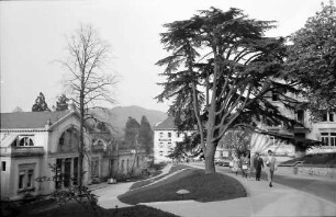 Badenweiler: Zeder vor Markgrafenbad
