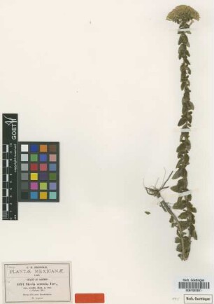 Stevia serrata Cav. var. ovalis B.L.Rob.[type]