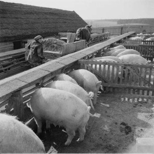LPG Worin (Rückblick nach vorn). Schweinefütterung