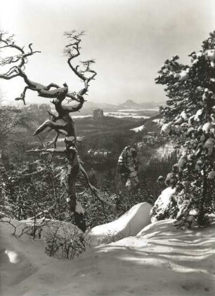 Sächsische Schweiz, Affensteine. Wetterkiefer am Hauptdrilling. Blick zum Falkenstein