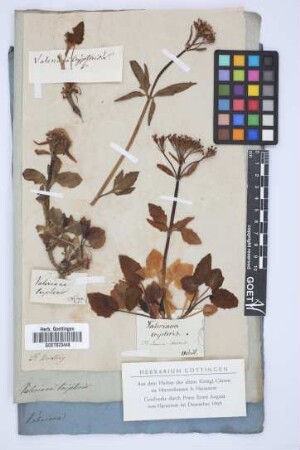 Valeriana tripteris