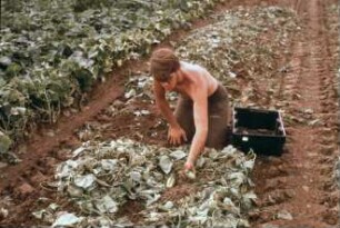 Fotografie: Gartenbautechnik-Freiland, Erntetechnik, Einlegegurken