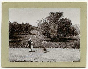 Eichwald v. Haretijje bei Haifa.