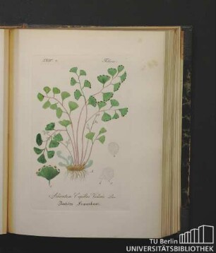 Filices. Adiantum Capillus Veneris Lin. Aechtes Frauenhaar.