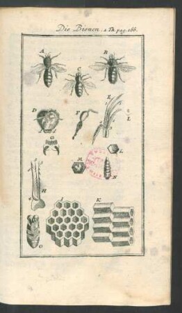 Tafel: Die Bienen.