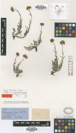 Erigeron lanceolatus Wedd. var. Griseb. lorentzianus[holotype]