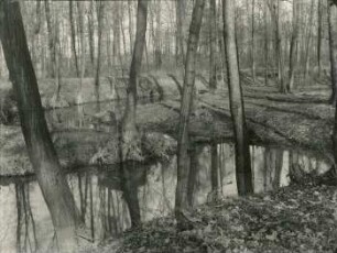 Elster-Auenwald an der Luppe bei Leipzig