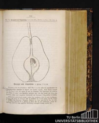 No. 66. Herzogin von Angouleme.