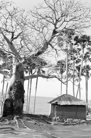 Blick auf das Meer zwischen einer Hütte und einem Baobab-Baum (Afrikanischer Affenbrotbaum), Gambia