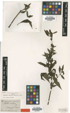 Ruellia rivularis Schltdl. [type]