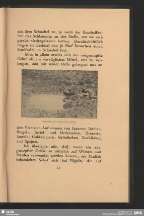 Turteltaube, Columba turtur, Linn.