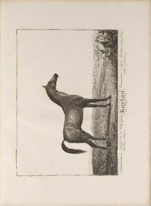 Illustration: Koylan. Hauptbeschäler im Königl. Pr. Fr. Wilh. Gestüt, ...