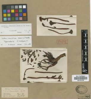 Sedum crenulatum Hook.f. & Thomson [syntype]