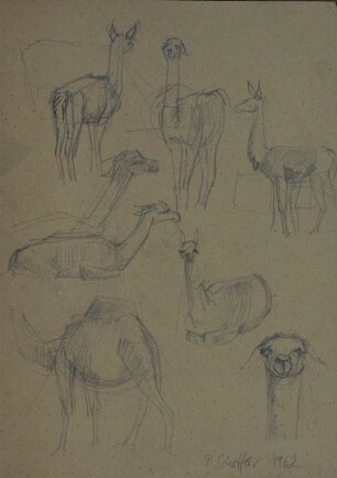 Tierstudien (Lamas und Dromedar)