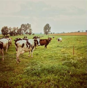 Kühe auf einer Weide in Reinstorf
