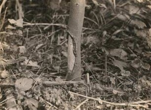 Bisamratte (Ondatra zibethicus L.), Fraßschaden an Eschenjungholz