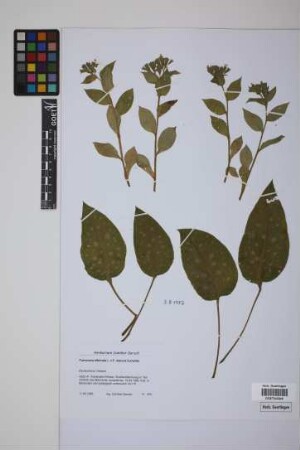 Pulmonaria officinalis L. x P. obscura Dumontier