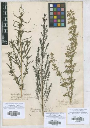Atriplex