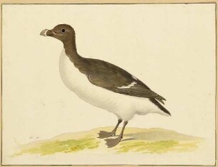 Ente