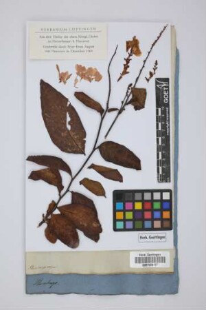 Plumbago rosea